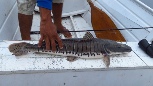 Barred sorubim (Pseudoplatystoma fasciatum) — Pimelodidae — 2