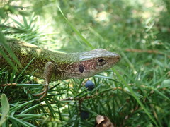 Lacerta viridis
