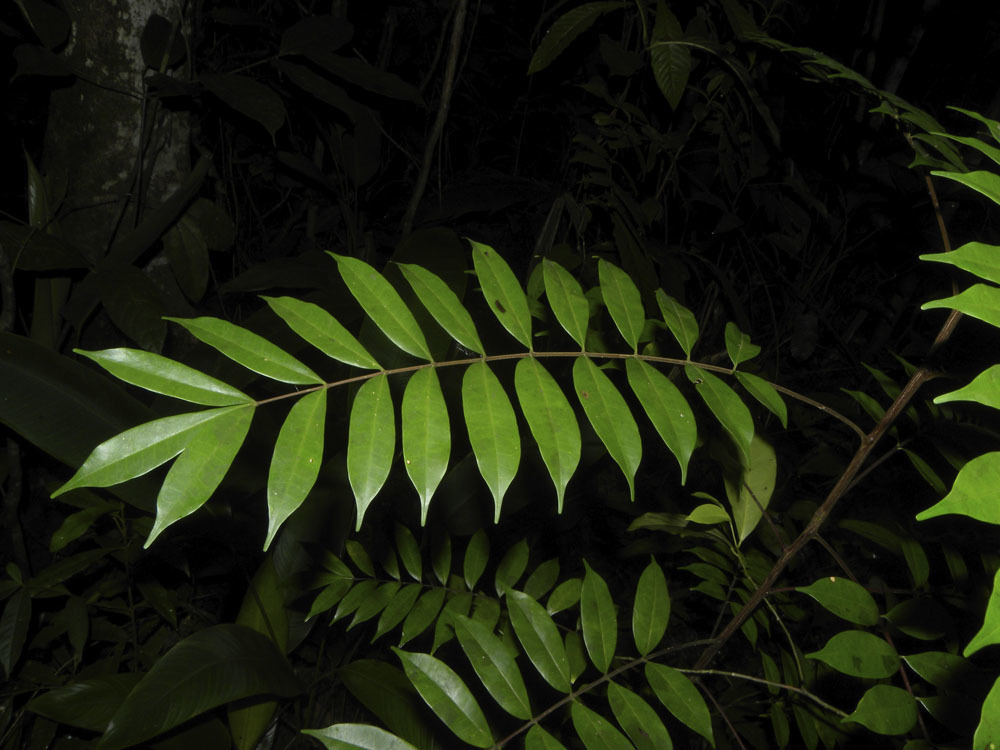 Simaba polyphylla