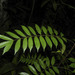 Simaba polyphylla - Photo (c) Reinaldo Aguilar, osa oikeuksista pidätetään (CC BY-NC-SA)
