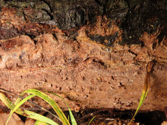 Fuscoporia ferruginosa