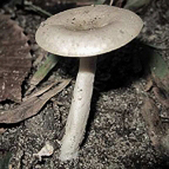 Lactarius cinereus