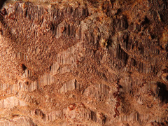 Fuscoporia ferruginosa