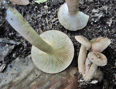 Lactarius cinereus