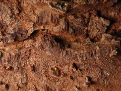Fuscoporia ferruginosa