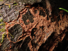 Fuscoporia ferruginosa