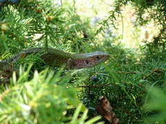 Lacerta viridis