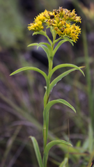 Solidago riddellii