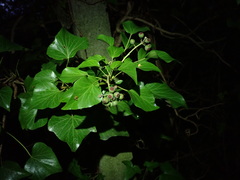 Hedera helix