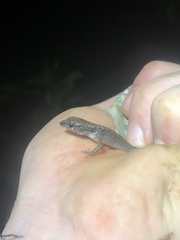 Potamites strangulatus