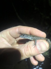 Potamites strangulatus