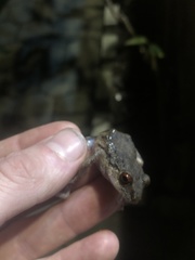 Pristimantis nigrogriseus