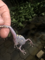 Pristimantis nigrogriseus