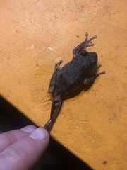 Pristimantis nigrogriseus