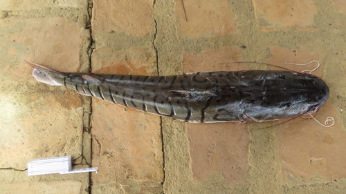 Barred sorubim (Pseudoplatystoma fasciatum) — Pimelodidae — 5