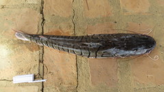 Pseudoplatystoma fasciatum