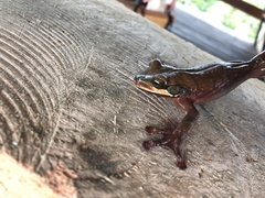 Osteocephalus mutabor