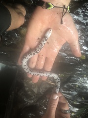 Amphisbaena fuliginosa