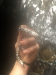 Amphisbaena fuliginosa