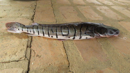 Pseudoplatystoma fasciatum