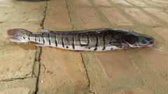 Pseudoplatystoma fasciatum