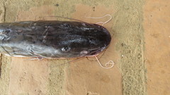 Pseudoplatystoma fasciatum