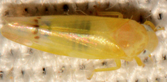 Empoa querci