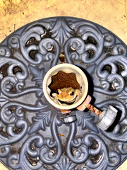 Osteopilus septentrionalis