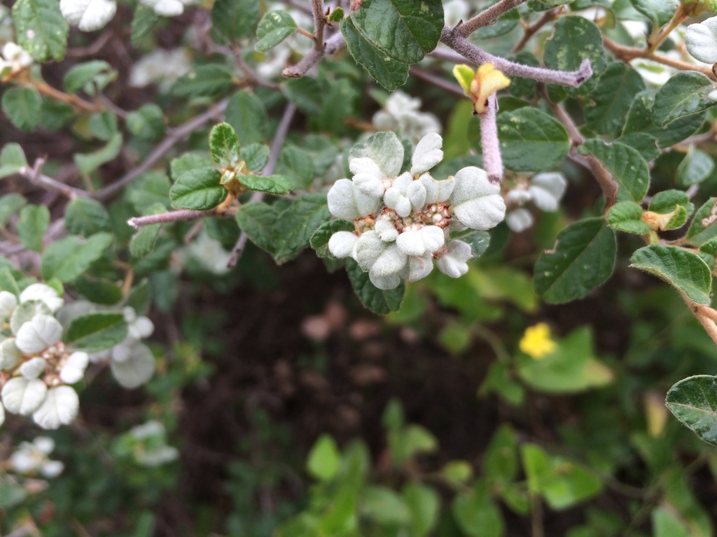 Australian dusty miller from Wilsons Promontory VIC 3960, Australia on ...