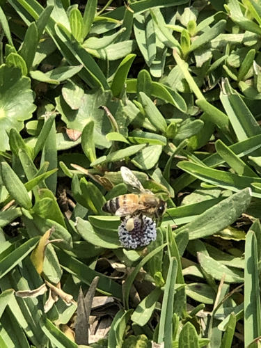 photo of Western Honey Bee (Apis mellifera)