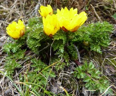 Adonis nepalensis