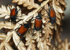 Phyllotocus erythropterus