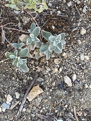 Magnoliopsida