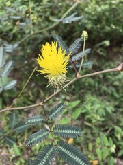 Neptunia oleracea