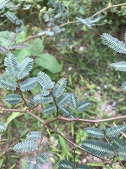 Neptunia oleracea