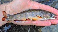 Salvelinus fontinalis fontinalis