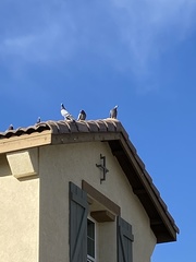 Columba livia domestica
