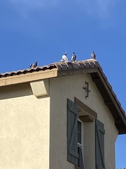 Columba livia domestica