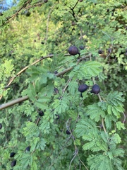 Mimosoideae