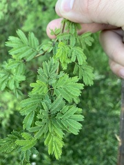 Mimosoideae