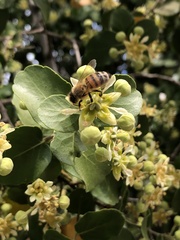 Apis mellifera