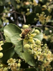 Apis mellifera