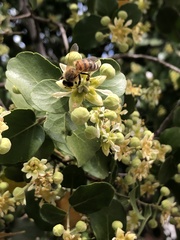 Apis mellifera