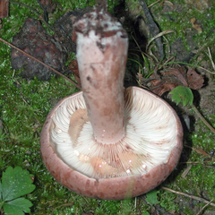 Lactarius mutabilis
