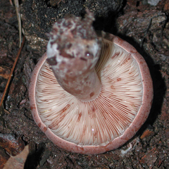 Lactarius mutabilis