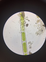 Microspora
