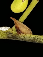 Enchenopa squamigera