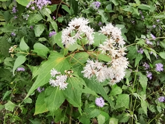 Koanophyllon richardsonii