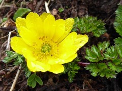 Adonis nepalensis