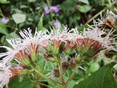 Koanophyllon richardsonii